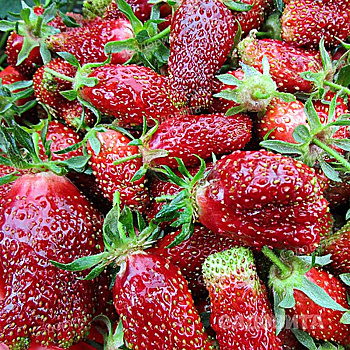 Земклуника садовая Купчиха (цена за 40 шт) ОСП