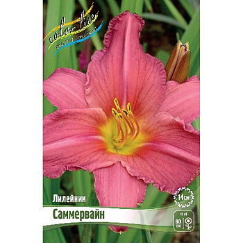 Лилейник Саммервайн I 2 шт 