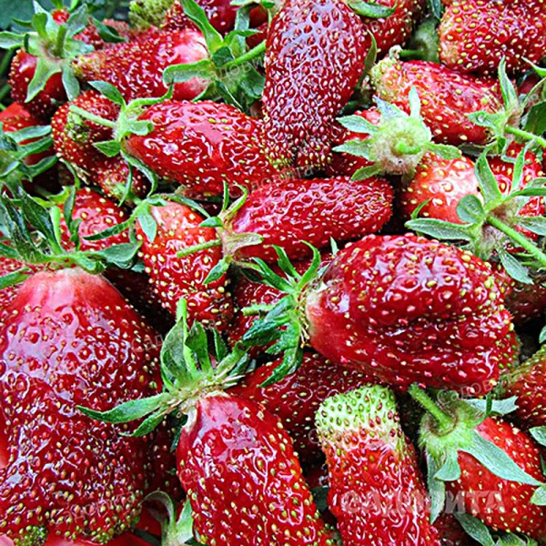 Земклуника садовая Купчиха (цена за 40 шт) ОСП