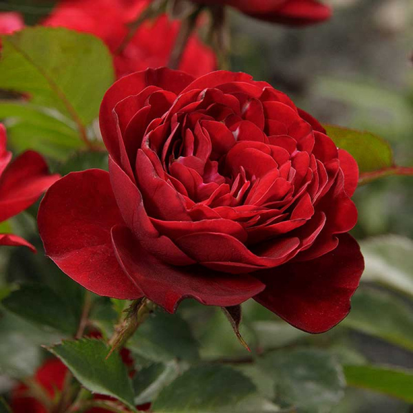 Роза флорибунда Торнадо Садовита