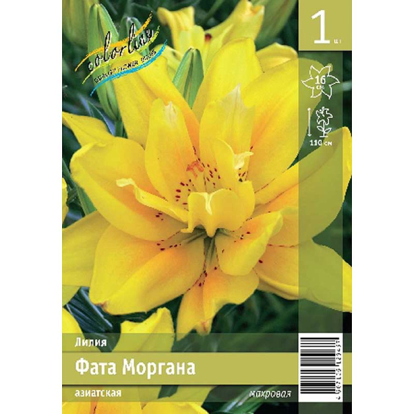 Лилия Фата Моргана 12/14 1 Эконом шт 