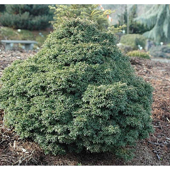 13676 Тсуга Канадская Литтл Ниндзя P9 ,шт