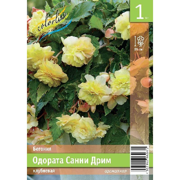 Бегония Одората Санни Дрим 5/6 1 Эконом шт 