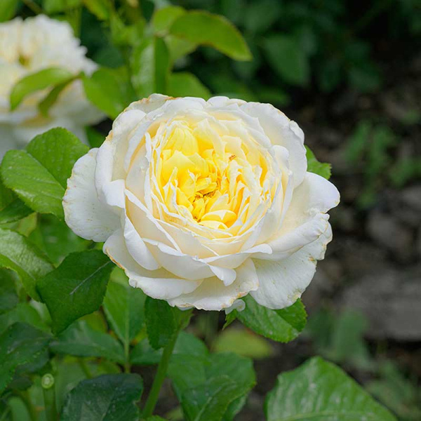 Роза Плетистая Уайт Даймонд Садовита