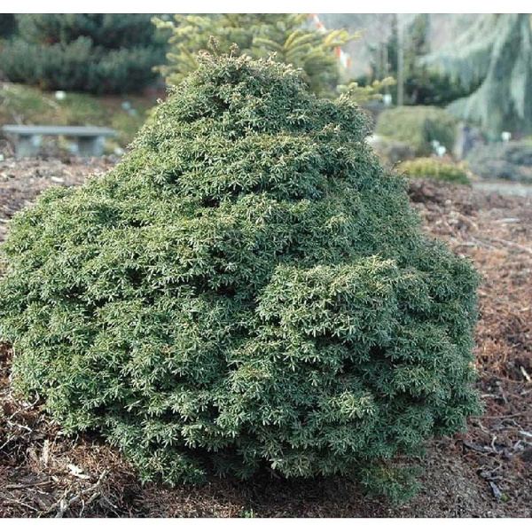 13676 Тсуга Канадская Литтл Ниндзя P9 ,шт