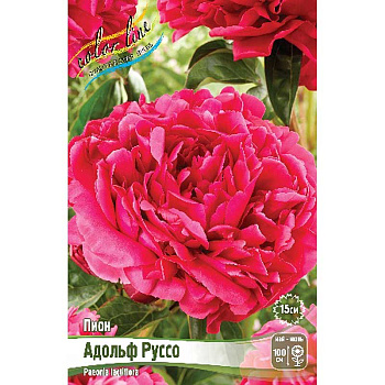 Пион Адольф Руссо 2/3 n 1 шт