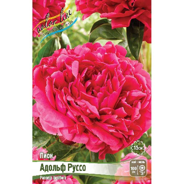 Пион Адольф Руссо 2/3 n 1 шт