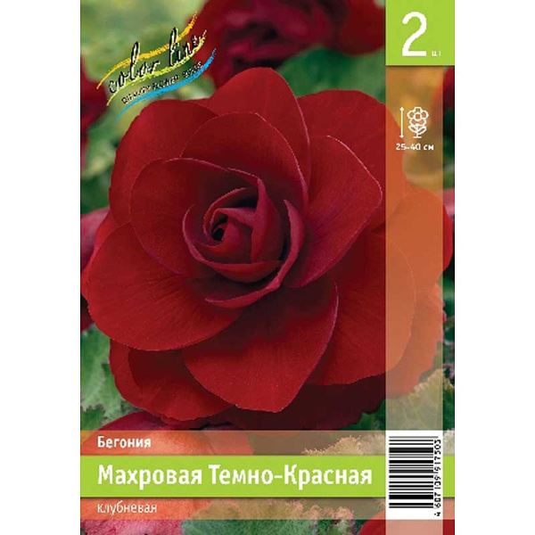 Бегония Махровая Темно-Красная 4/5 2 Эконом шт