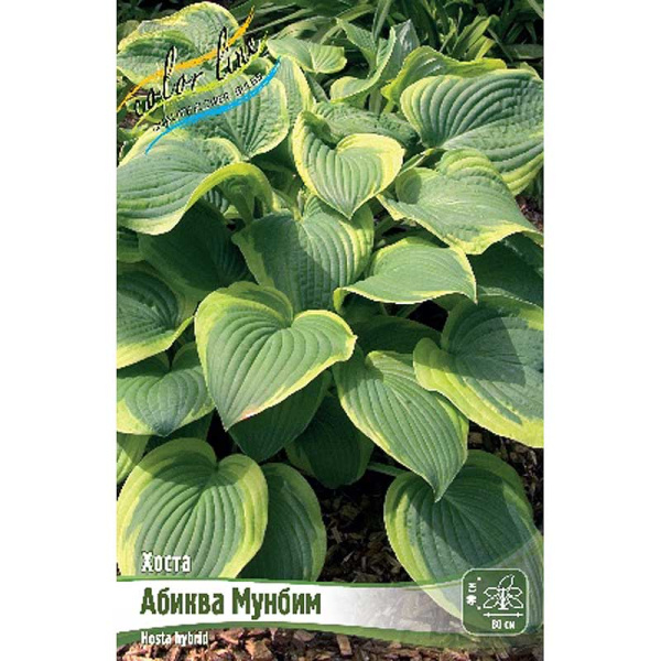 Хоста Абиква Мунбим 1 n 2 шт