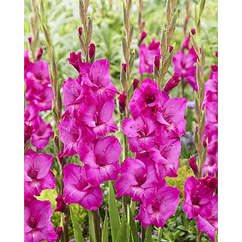 Гладиолус Аврора 10/12 3 Эконом шт 
