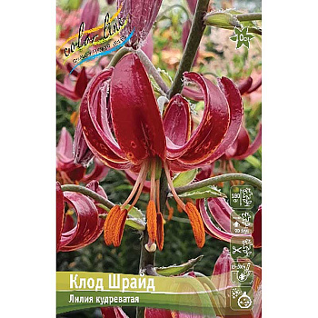 Биг-Пак Лилия Клод Шрайд 14/16 25 шт