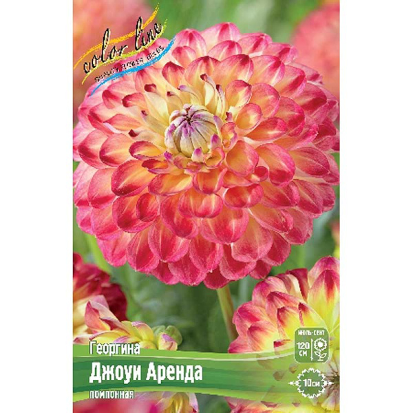 9568 Шоу-бокс Георгина Джоуи Аренда I 15 шт