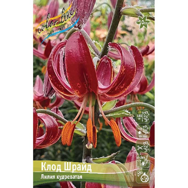 Биг-Пак Лилия Клод Шрайд 14/16 25 шт