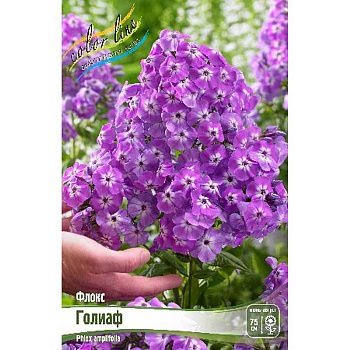 Флокс Голиаф I 2 шт