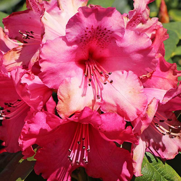 Рододендрон Андантино P9 шт Садовита