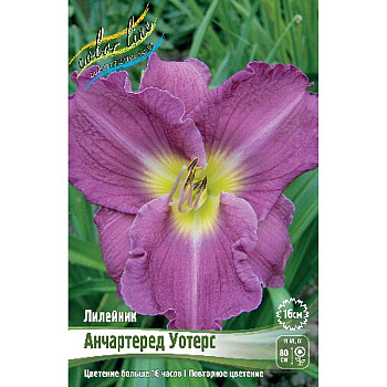 Лилейник Анчартеред Уотерс I 25 шт Биг-пак 963