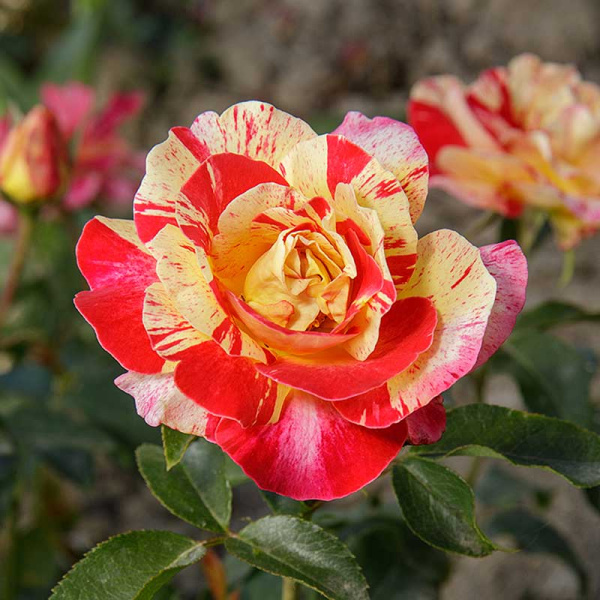 Роза флорибунда Камил Писсаро Садовита