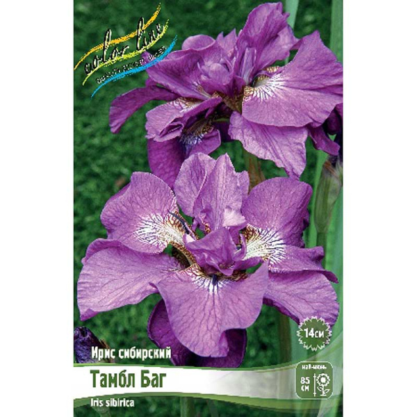 Ирис Сибирский Тамбл Баг I 1 шт