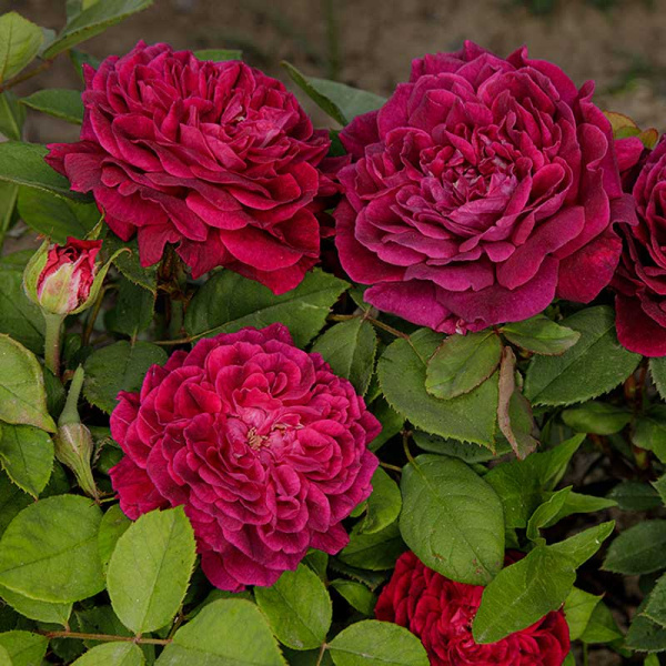 Роза парковая Роз де Решт Садовита