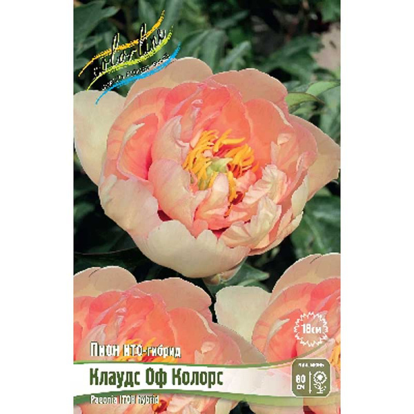 Пион Ито Клаудс Оф Колорс 2/3 n 1 шт