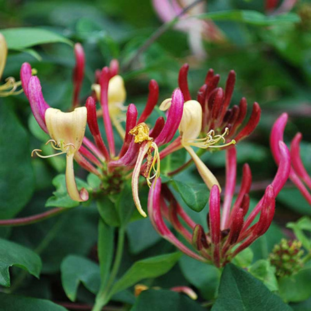 Жимолость вьющаяся Серотина Р9 шт Садовита