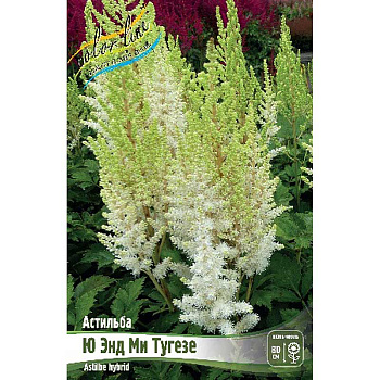Астильба Ю Энд Ми Тугезе 2/3 n 25 шт Биг-пак 16336