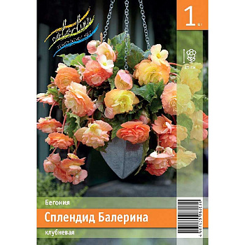 Бегония Сплендид Балерина 5/6 1 Эконом шт