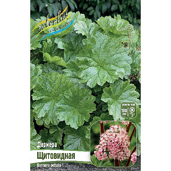 Дармера Щитовидная I 1 шт