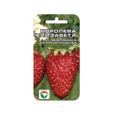 Клубника Королева Елизавета СибСад Ц
