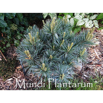 Сосна Веймутовая Секрест C10 40-50cm