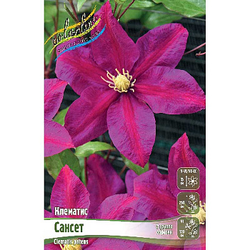 Клематис Сансет I 2 шт