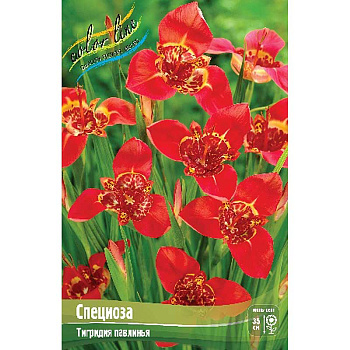 Тигридия Специоза 7/9 200 шт Шоу-бокс 9226