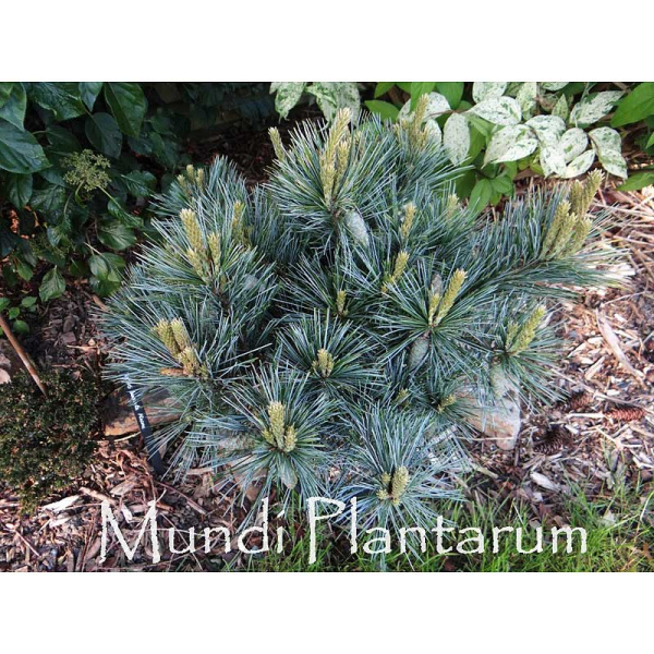 Сосна Веймутовая Секрест C10 40-50cm