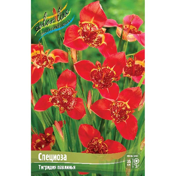Тигридия Специоза 7/9 200 шт Шоу-бокс 9226