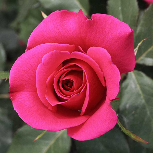 Роза чайно-гибридная Топаз Садовита