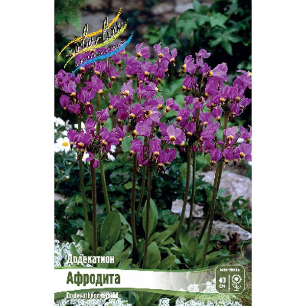 8441 Биг-Пак Додекатион Афродита I 25 шт