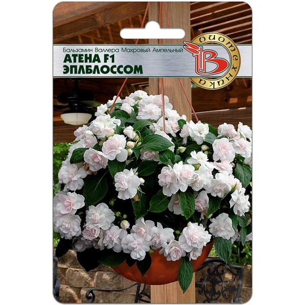 Бальзамин Валлера Атена Эплблоссом Биотехника Ц 