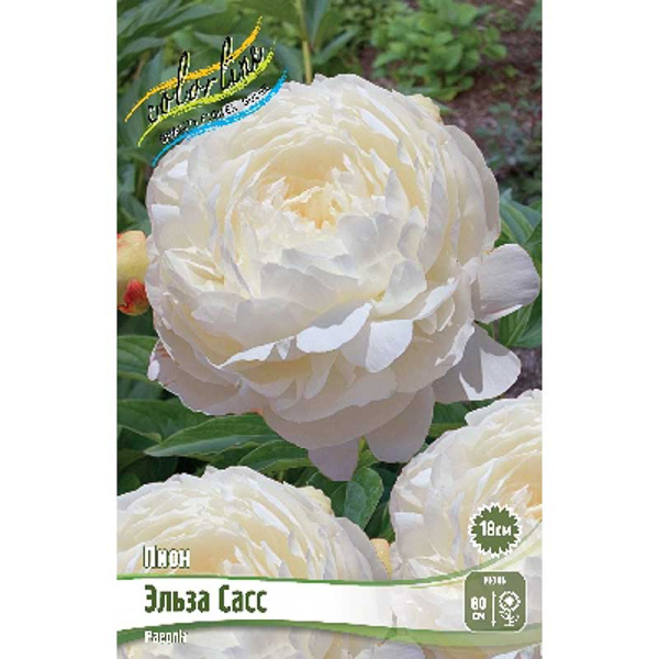 Пион Эльза Сасс 2/3 n 10 шт Биг-Пак 11615