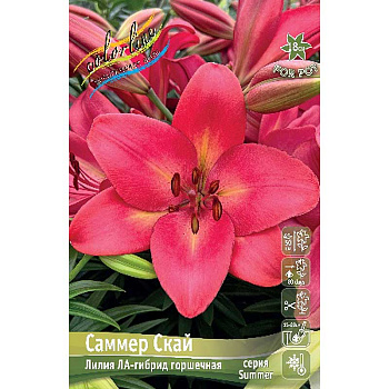 Лилия Саммер Скай 10/12 5 шт 