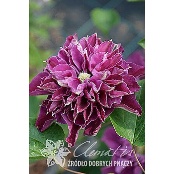 16500 Клематис Хот Лов C2 ,шт