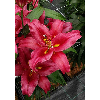 Лилия Бакка 14/16 1 Эконом шт