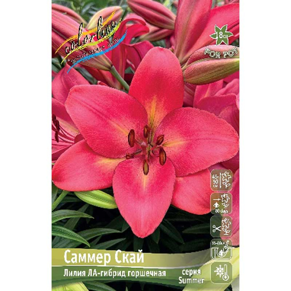 Лилия Саммер Скай 10/12 5 шт 