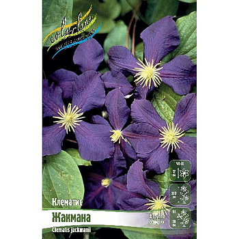 Клематис Жакмана I 2 шт
