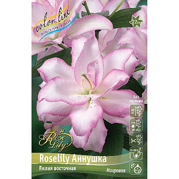 11145 Биг-Пак Лилия Roselily Аннушка 12/14 25 шт