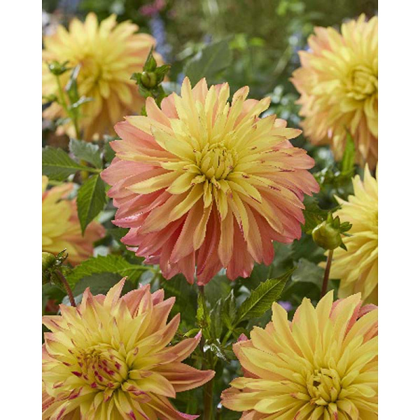 16252 Шоу-Бокс Георгина Блашинг Леди I 15 шт 