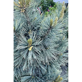 652 Сосна Гибкая Цессарини Блю C4 25-30cm ,шт