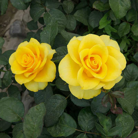 Роза Флорибунда Фрезия Садовита