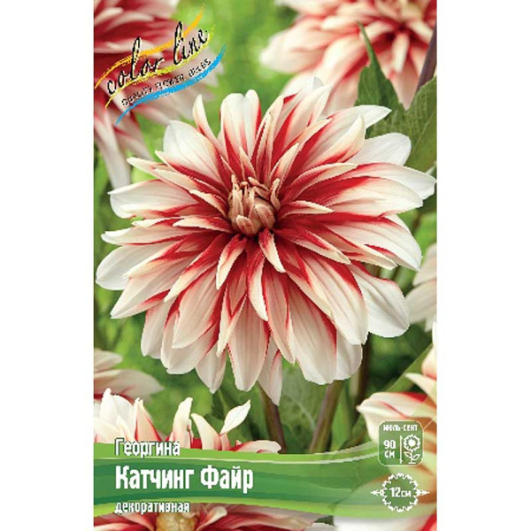 Георгина Катчинг Файр I 15 шт Шоу-бокс 8952