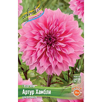 Георгина Артур Хамбли I 1 шт