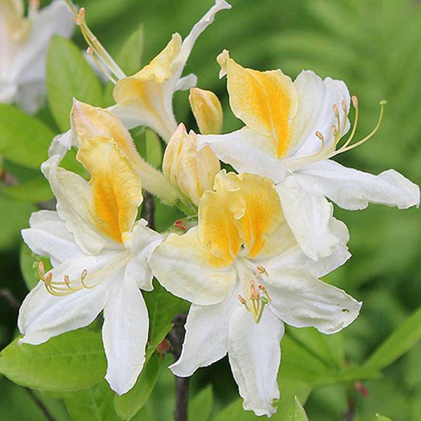 Азалия Листопадная Нозерн Хай-Лайтс P9 Садовита